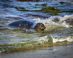 Seal-1.14.22-7419
