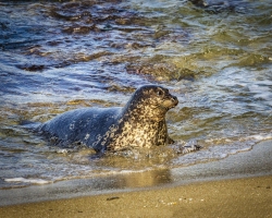 Seal-1.14.22-7420