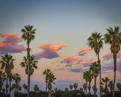 Sunset-Palms-1.21.22-9721