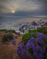 Surf-w-flowers-1.16.22-7845