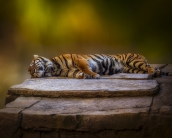 Tiger-1.20.22-8786