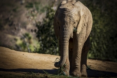 Baby-Elephany-1.20.22-8791