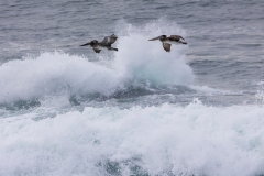 Brown-Pelicans-w-waves-1.16.22-7883
