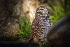 Burrowing-Owl-01.20.22-8781