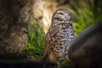 Burrowing-Owl-01.20.22-8781