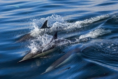 Common-Dolphins-1.18.22-8527