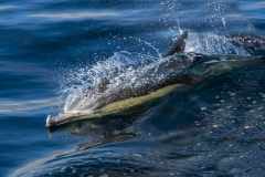 Common-Nose-Dolphin-1.18.22-8516