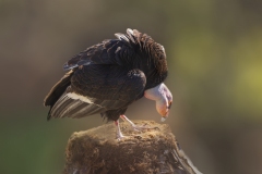 Condor-01.20.22-8777