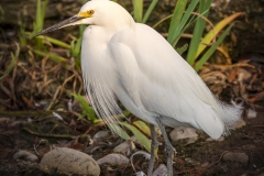 Egret-01.20.22-8833
