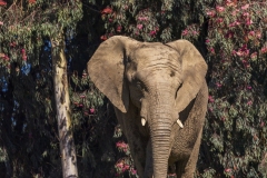 Elephant-1.21.22-8795