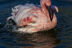 Flamingo-Bathing-1.20.22-8841