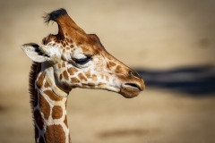 Giraffe-1.20.22-8803