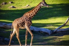 Giraffe-1.20.22-8815