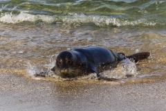 Seal-1.14.22-7387