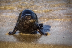 Seal-1.14.22-7388