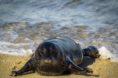 Seal-1.14.22-7389