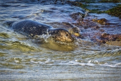 Seal-1.14.22-7418