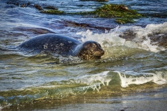 Seal-1.14.22-7419