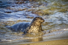 Seal-1.14.22-7420