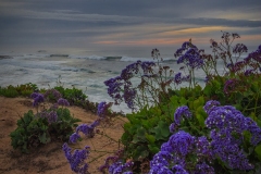 Surf-w-flowers-1.16.22-7845