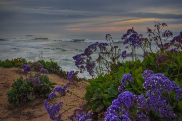 Surf-w-flowers-1.16.22-7845