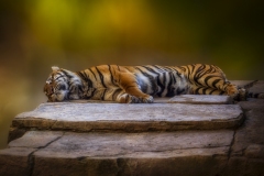 Tiger-1.20.22-8786