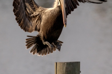 Brown-Pelican-2.23.25-2517