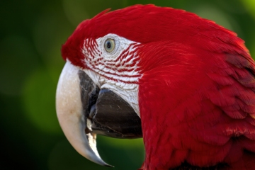 Parrot-2.26.25-4845