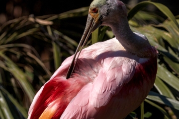 Roseate-Spoonbill-2.26.25-4619