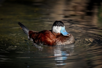 Ruddy-Duck-2.26.25-4960