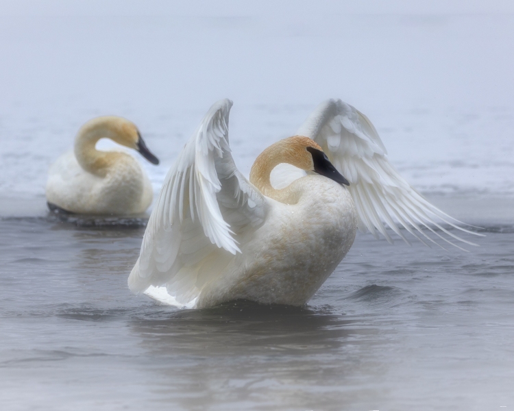 Swan-1.9.21-9602