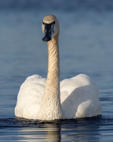 Swan-4.6.24-0859-cropped