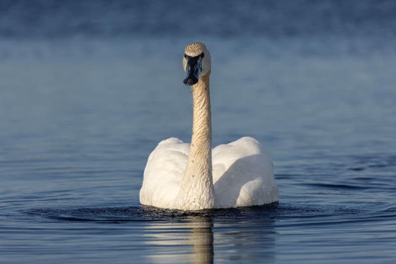 Swan-4.6.24-0859