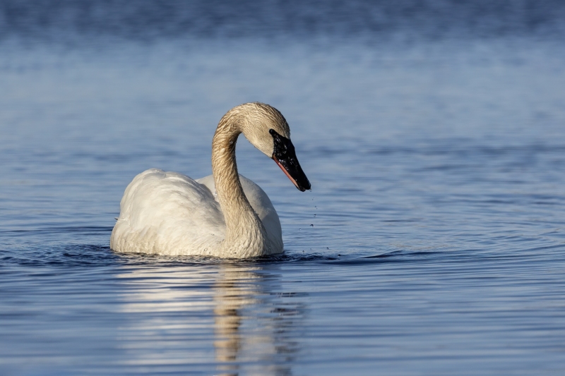 Swan-4.6.24-0886