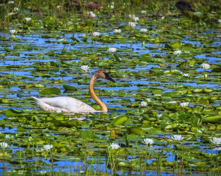 Swan-w-lilies