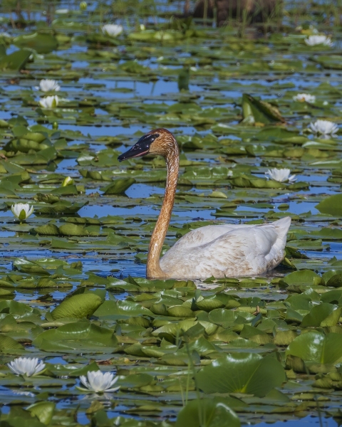 Swan-w-lilies