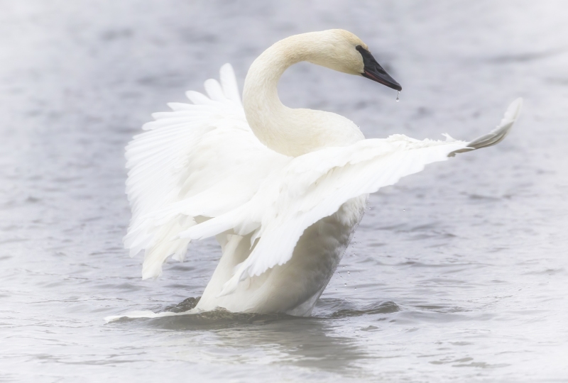 Swan-wings