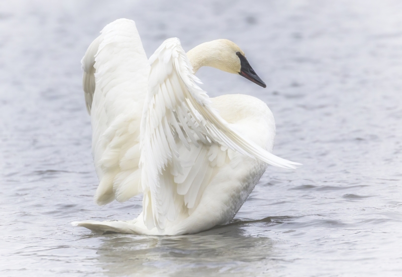 Swan-wings