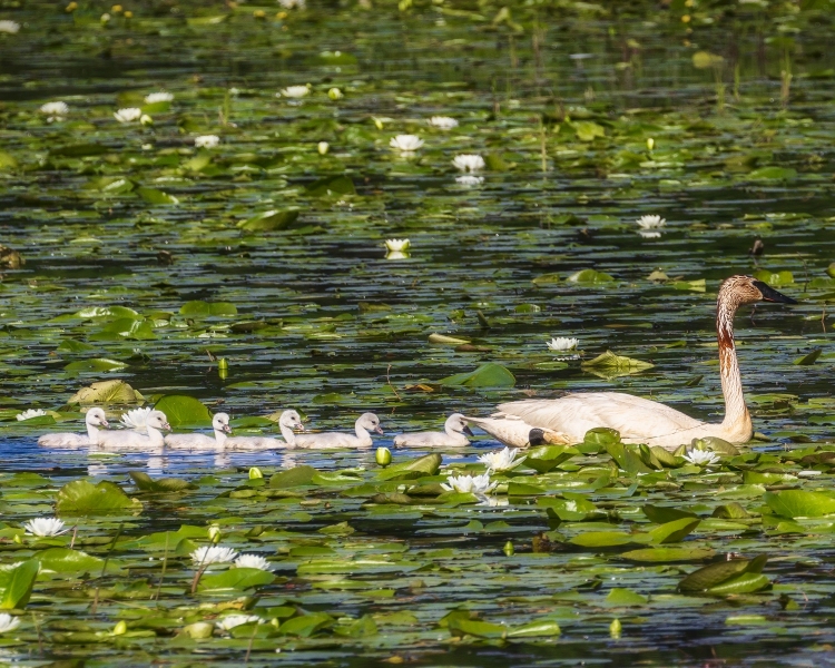 Swans-w-cygnets