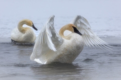 Swan-1.9.21-9602