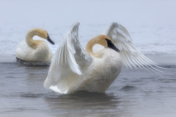 Swan-1.9.21-9602