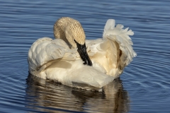 Swan-4.4.24-0825