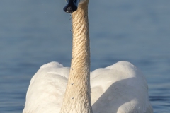 Swan-4.6.24-0859-cropped