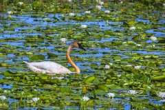 Swan-w-lilies