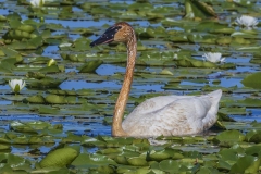 Swan-w-lilies