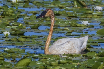 Swan-w-lilies