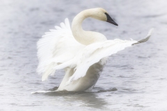 Swan-wings