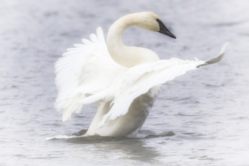 Swan-wings