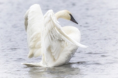 Swan-wings