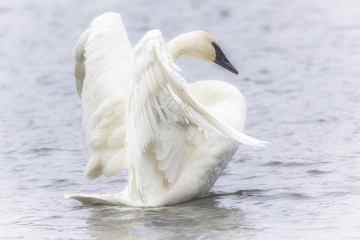 Swan-wings
